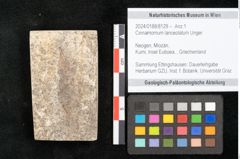 Foto (Objekt + Etikett) von Cinnamomum lanceolatum Unger (NHMW-GEO-2024-0188-8129)